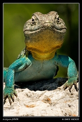  Lizard near Ark City, KS