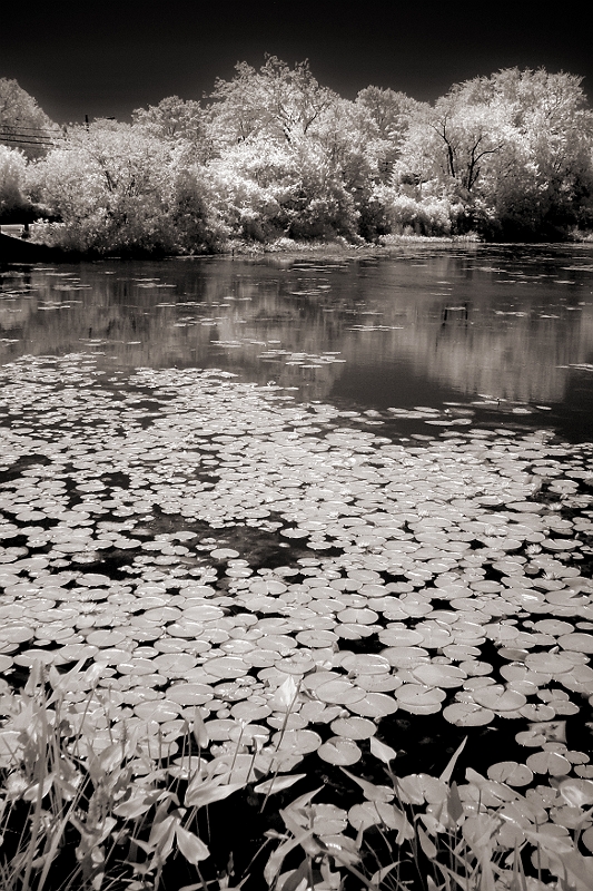 Lilypads Someplace in RI � Dave Hickey