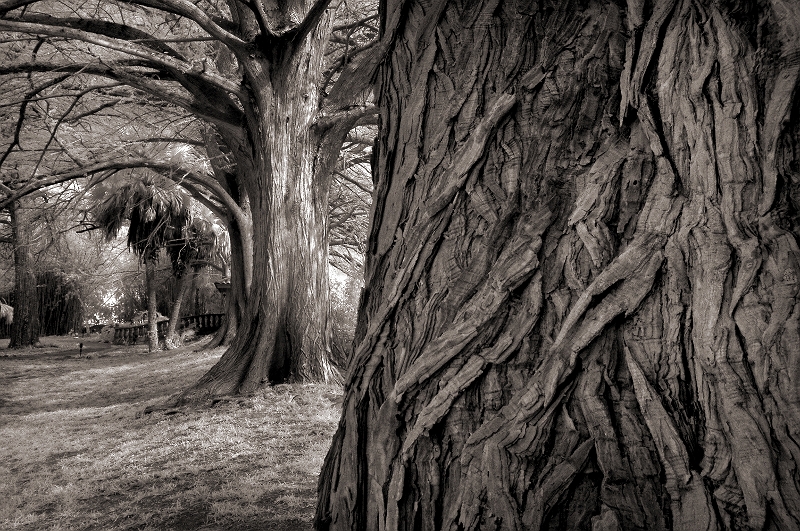 Treeline Near South Padre, TX � Dave Hickey