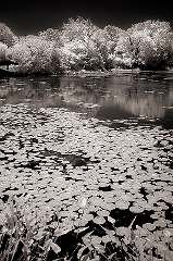 Lilypads Someplace in RI � Dave Hickey