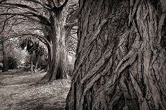 Treeline