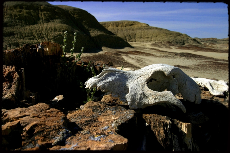 Wilderness03 Bisti Wilderness, NM   � Dave Hickey