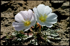 Wilderness01 Bisti Wilderness, NM   � Dave Hickey