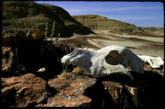 Wilderness03 Bisti Wilderness, NM   � Dave Hickey