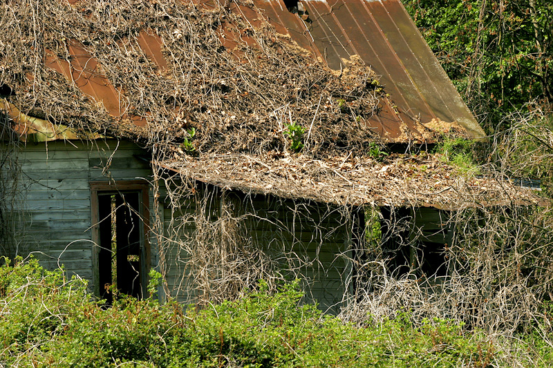 026 Another Abandoned Place IV, near Dillard, GA -- Closer detail of the building.