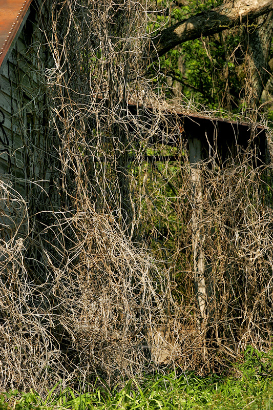 027 Another Abandoned Place V, near Dillard, GA -- Closest detail of the building.