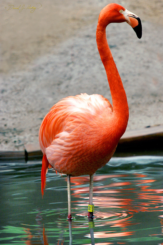 051 Flamingo, Wichita Zoo