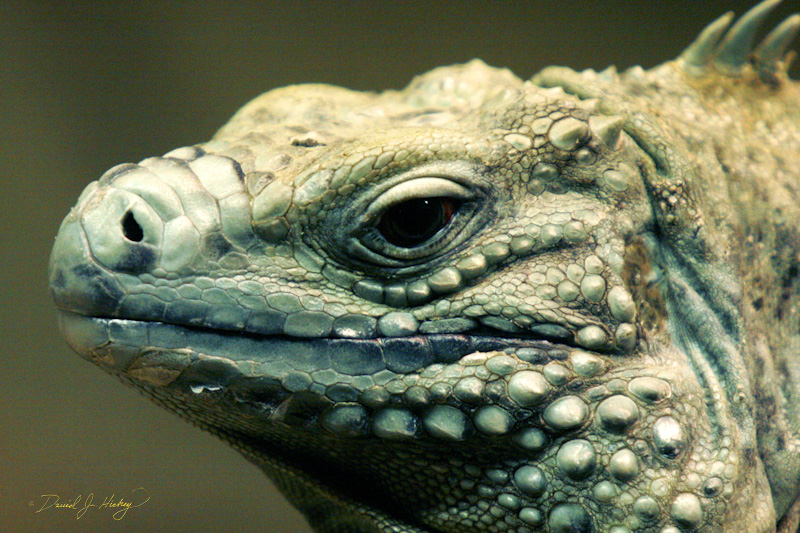 052 Iguana, Wichita Zoo