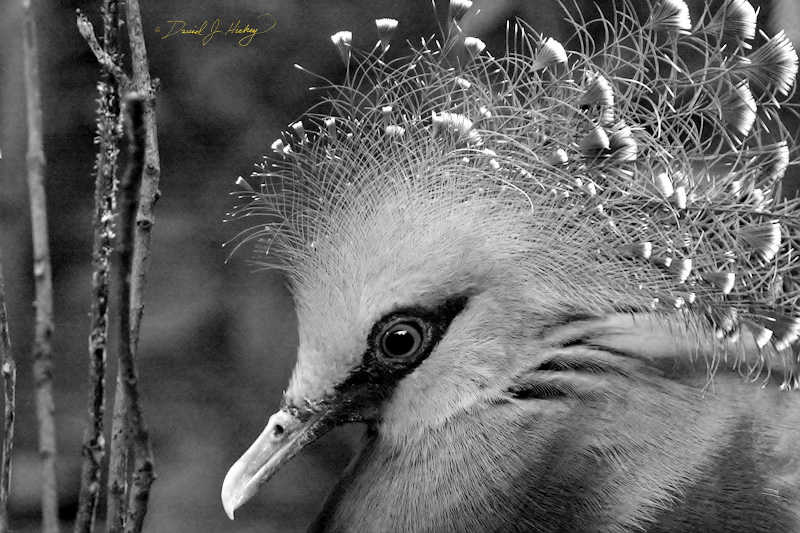 053 Funky-assed bird, Wichita Zoo