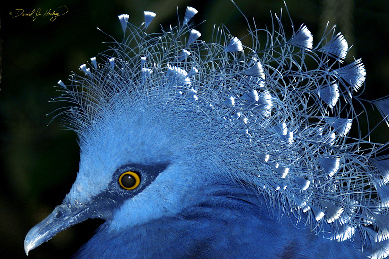 054 Funky-assed bird in Color, Wichita Zoo