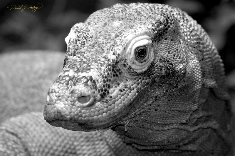 055 Komodo Dragon, Wichita Zoo