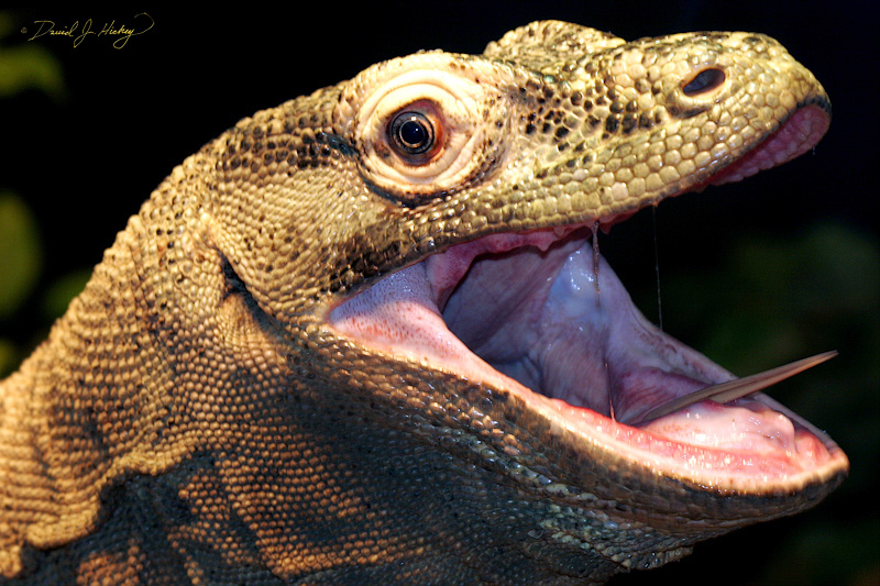 056 Komodo Dragon, Wichita Zoo