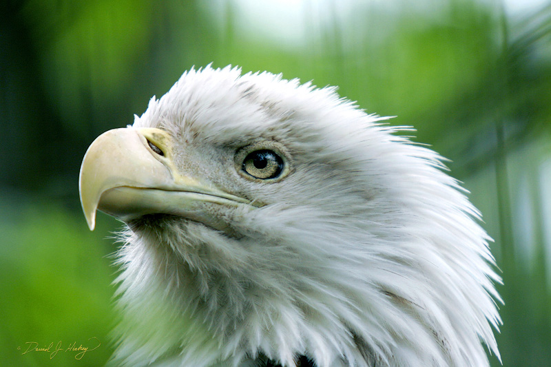 058 Bald Eagle, Wichita Zoo