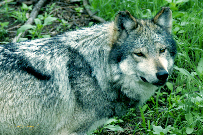 059 Wolf, Wichita Zoo