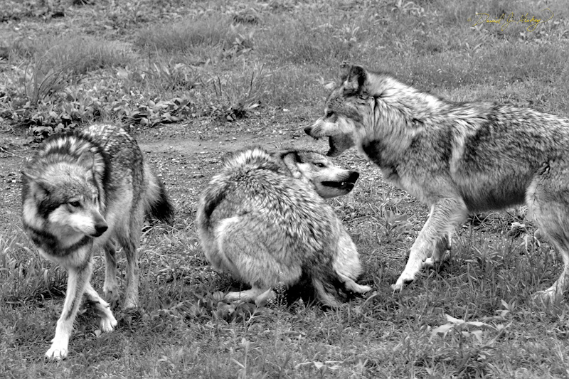 060 Quarreling Wolves, Wichita Zoo