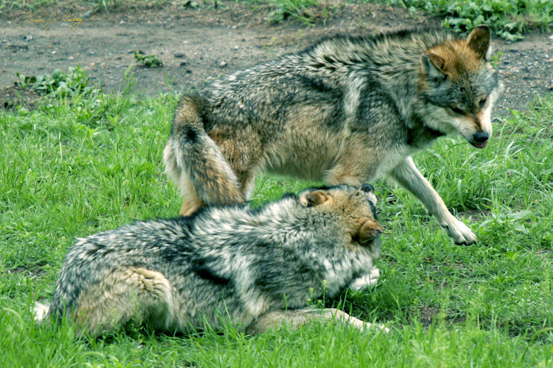 061 A Wolf with issues relating to his own self-worth and his standing in the community, Wichita Zoo