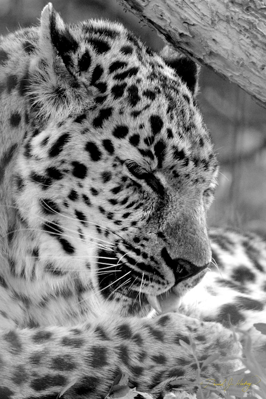 063 Leopard, Wichita Zoo