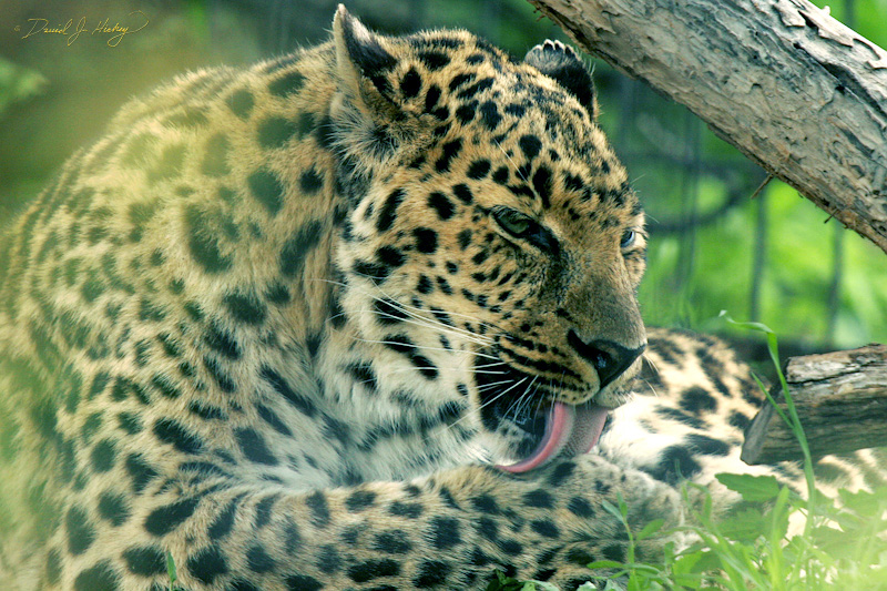 064 Leopard II, Wichita Zoo