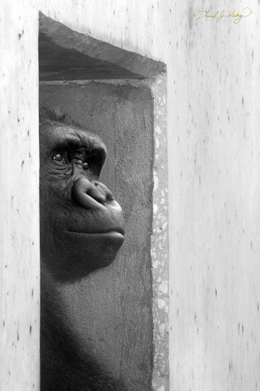 065 Gorilla, Wichita Zoo