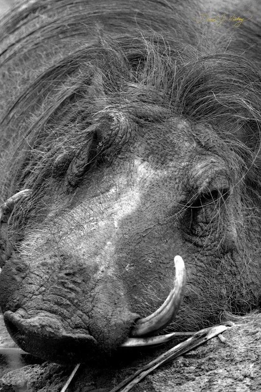 067 Warthog, Wichita Zoo