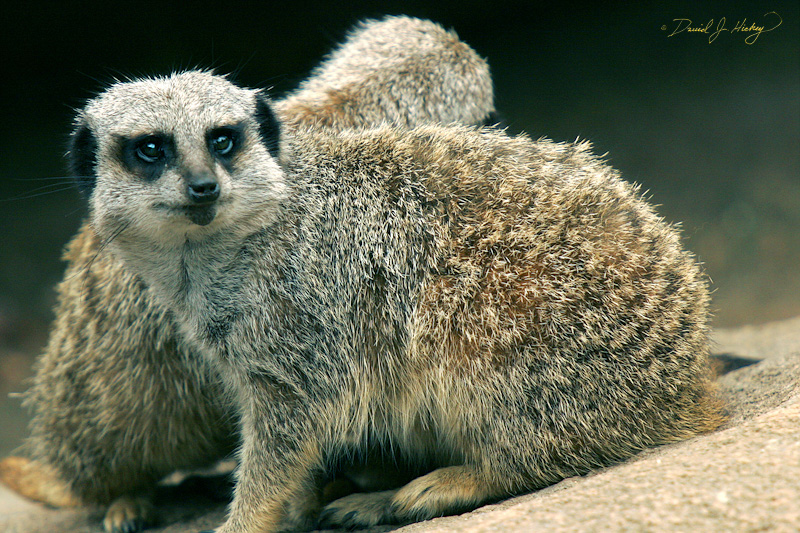 069 Meerkats, Wichita Zoo
