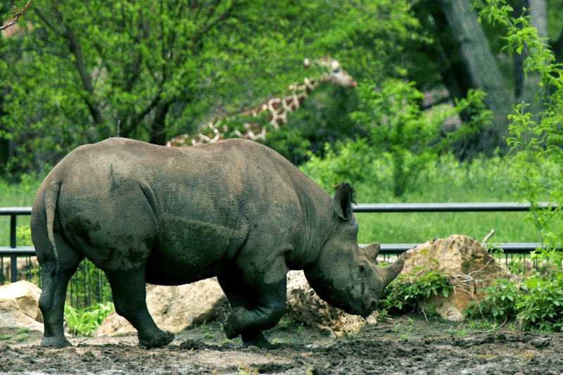 070 Rhino & Giraffe (just necks and noses), Witchita Zoo