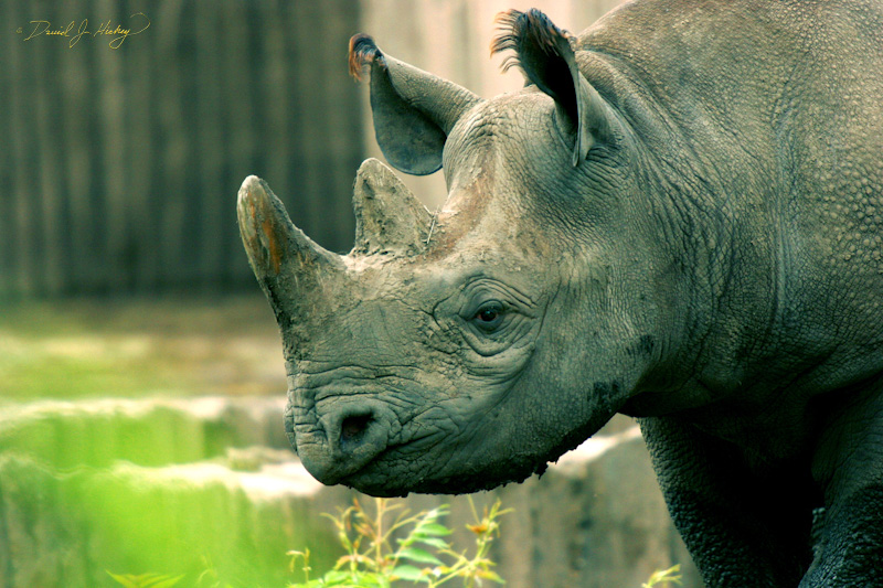 071 Rhino, Wichita Zoo