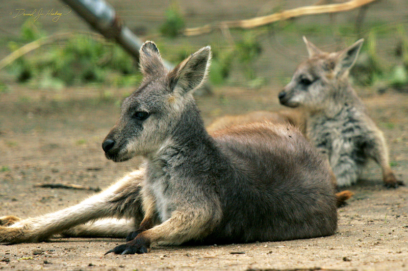 075 Kangaroos, Wichita Zoo