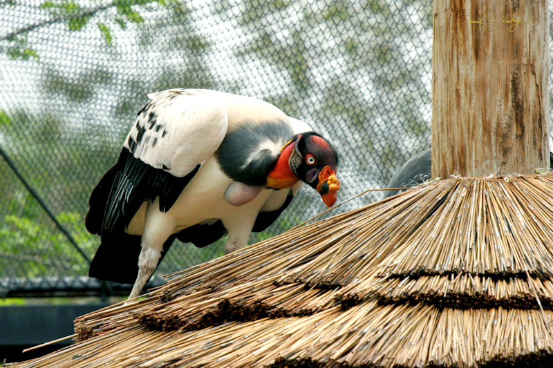 077 One bad-assed-looking vulture, Wichita Zoo -- I see this dude circling and I think I'd eat myself to get away!