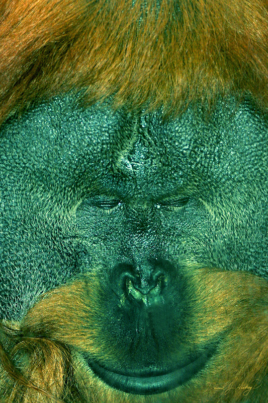 078 Orangutan, Wichita Zoo