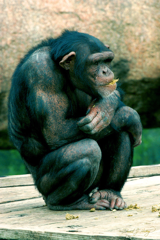 079 Chimpanzee either musing upon his own existence or trying to figure out a way to rip his keeper's testicles off (see Discover Channel: When Rogue Chimpanzees Attack!), Wichita Zoo