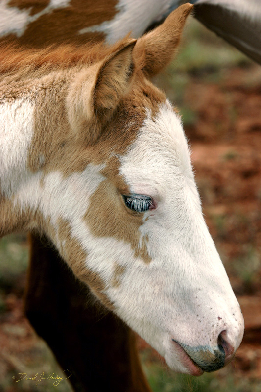 102 Four-day-old Painted Pony, McAlister, NM -- So what do you do right out of the gate after having your car repaired in Tucumcari?  Take a 