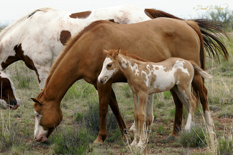 103 Four-day-old Painted Pony with Momma, McAlister, NM