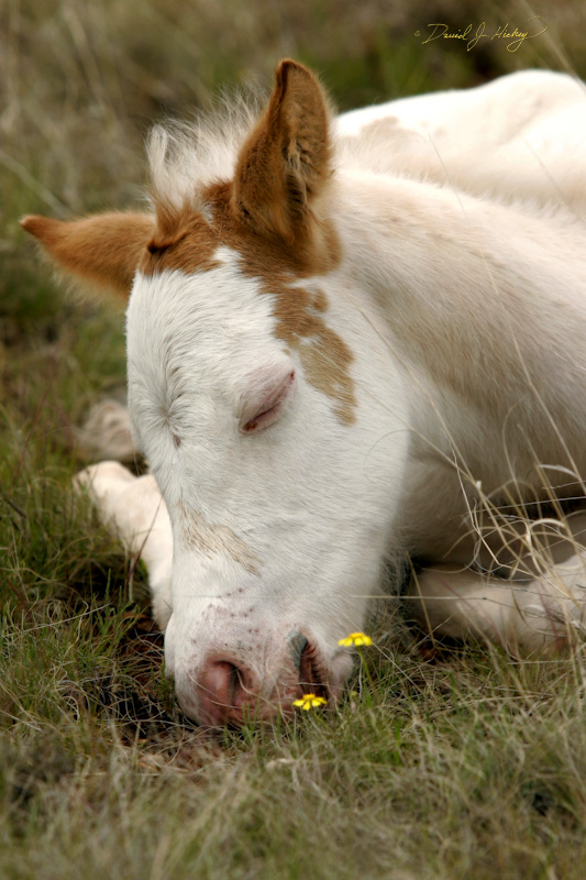 104 Sleeping four-day-old Painted Pony, McAlister, NM