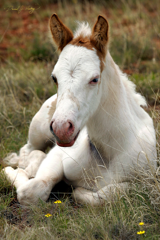 105 Waking four-day-old Painted Pony, McAlister, NM