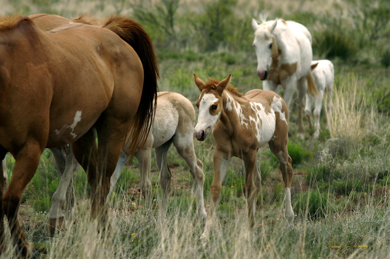 106 mommas and their Babies, McAlister, NM