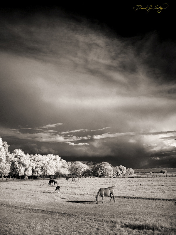 115 Horses and Clouds in Infrared, Tularosa, NM
