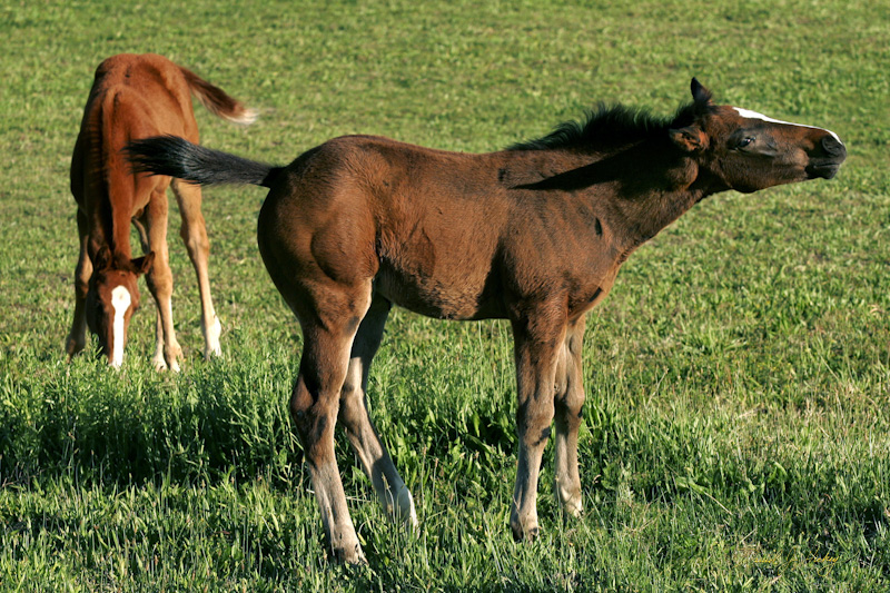 116 Newborn Horses Play, Tularosa, NM