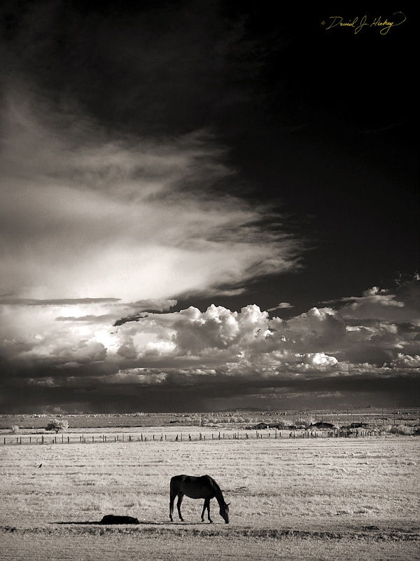 117 Horses and Clouds II in Infrared, Tularosa, NM