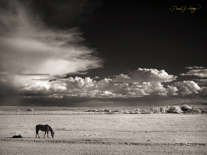118 Horses and Clouds III in Infrared, Tularosa, NM
