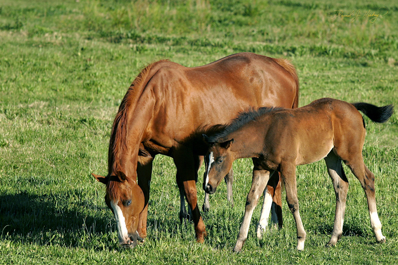 119 Mother and Child, Tularosa, NM