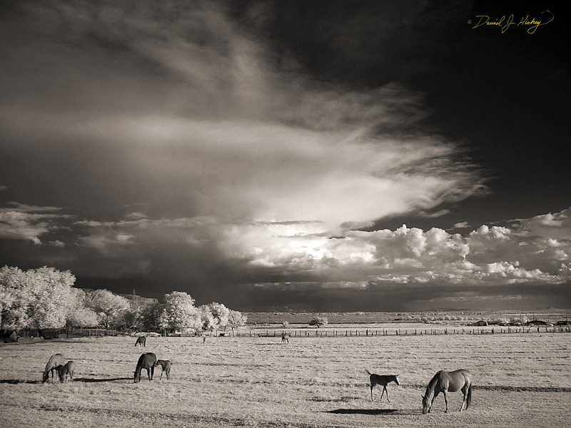 120 Horses and Clouds IV in Infrared, Tularosa, NM