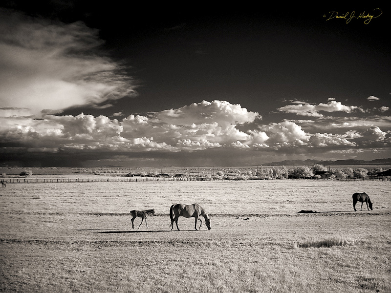121 Horses and Clouds V in Infrared, Tularosa, NM