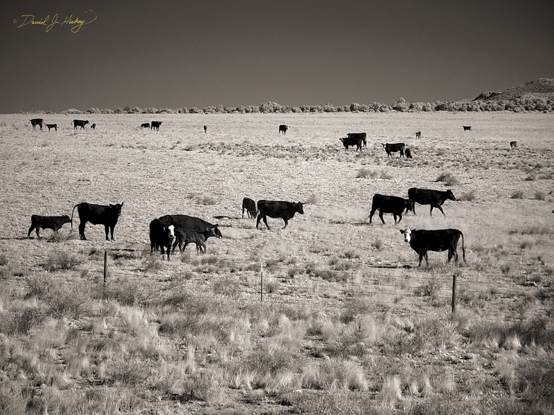 153 Cattle in Infrared, near Magdalena, NM