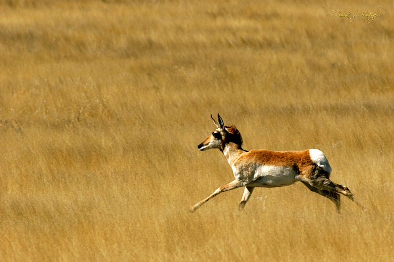 167 Pronghorn at Run, Socorro, NM