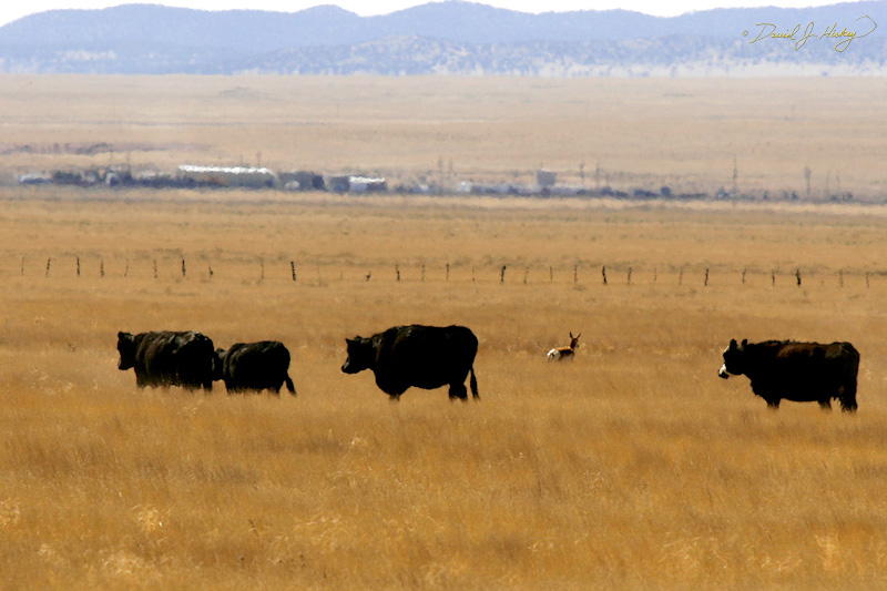 168 Running With the Bulls, Socorro, NM