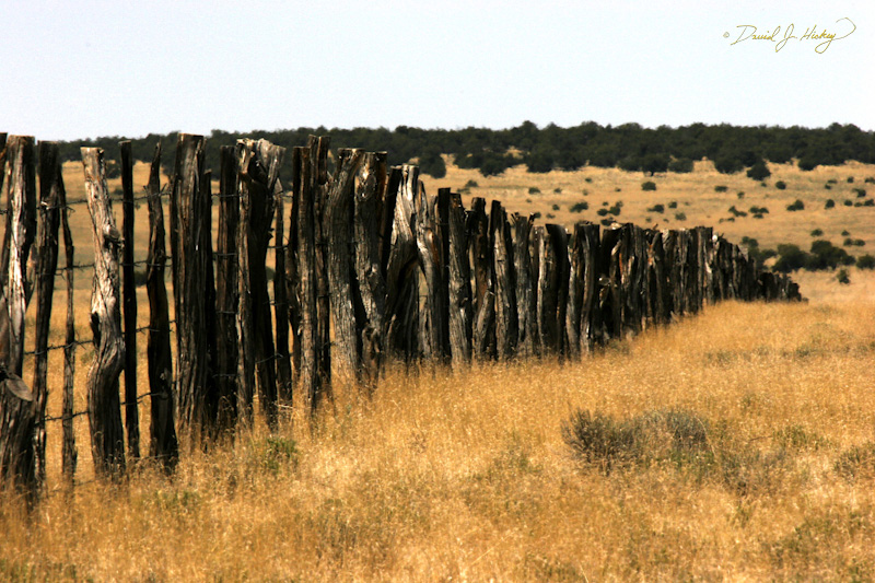 169 Field Fence, near Fence Lake, NM