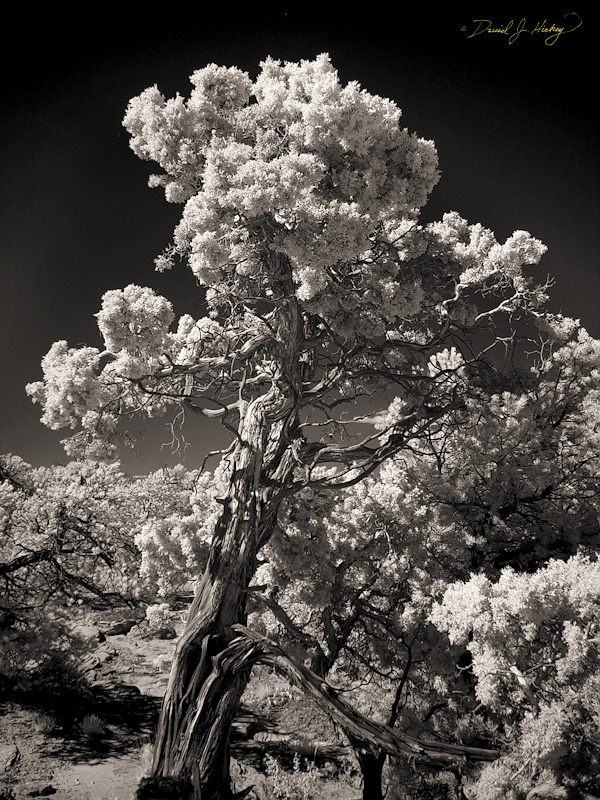 183 Juniper at Canyon de Chelly in Infrared, Chinle, AZ