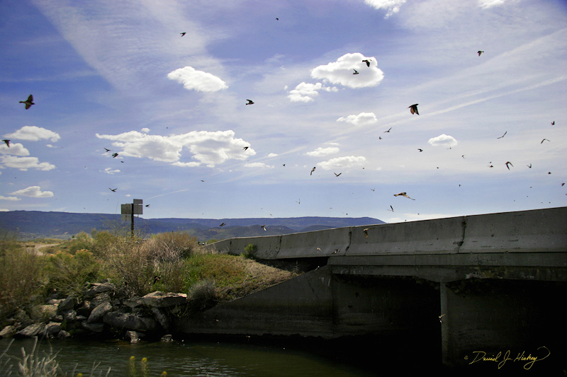 239 Birds, near Kingston, UT
