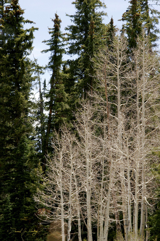 263 Birches and Pines, Dixie National Forest, UT